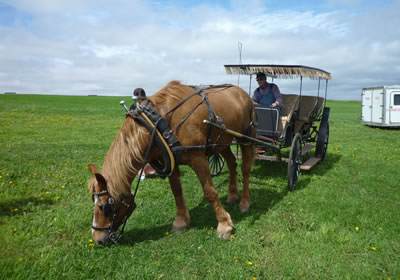 マシュウの馬車